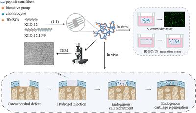 Simultaneous Recruitment of Stem Cells and Chondrocytes Induced by a Functionalized Self-Assembling Peptide Hydrogel Improves Endogenous Cartilage Regeneration